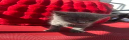 Mixed Breed cats for sale: Beautiful 5 kittens for sale  - Advert 2