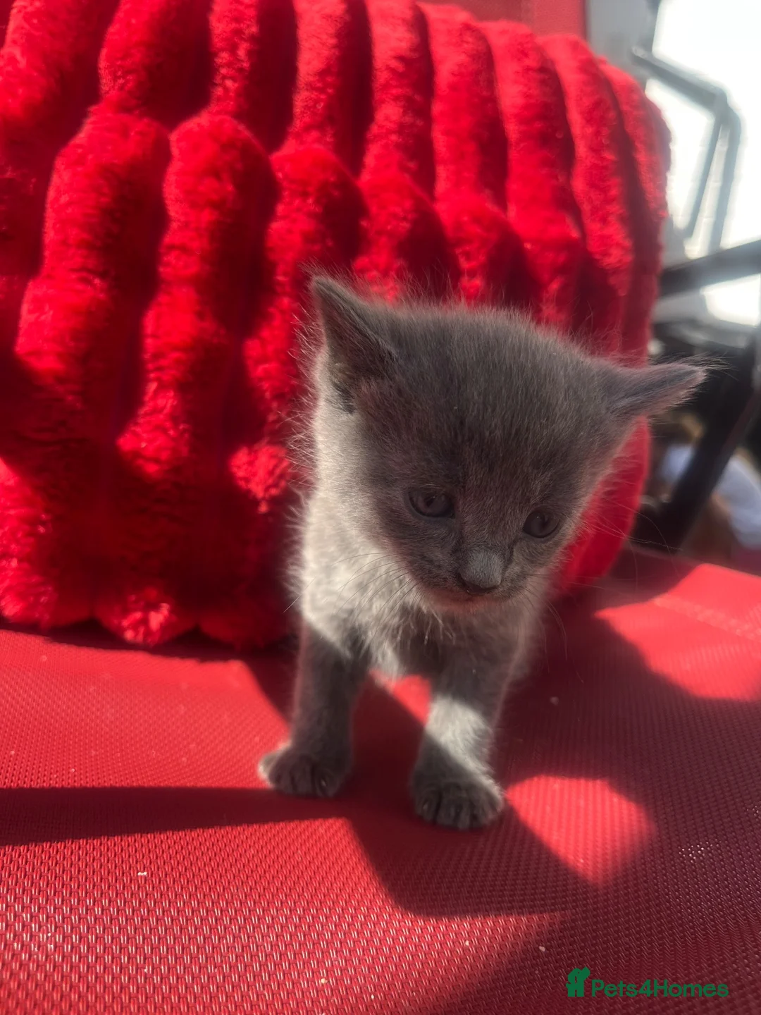 Mixed Breed cats for sale: Beautiful 5 kittens for sale  - Advert 2