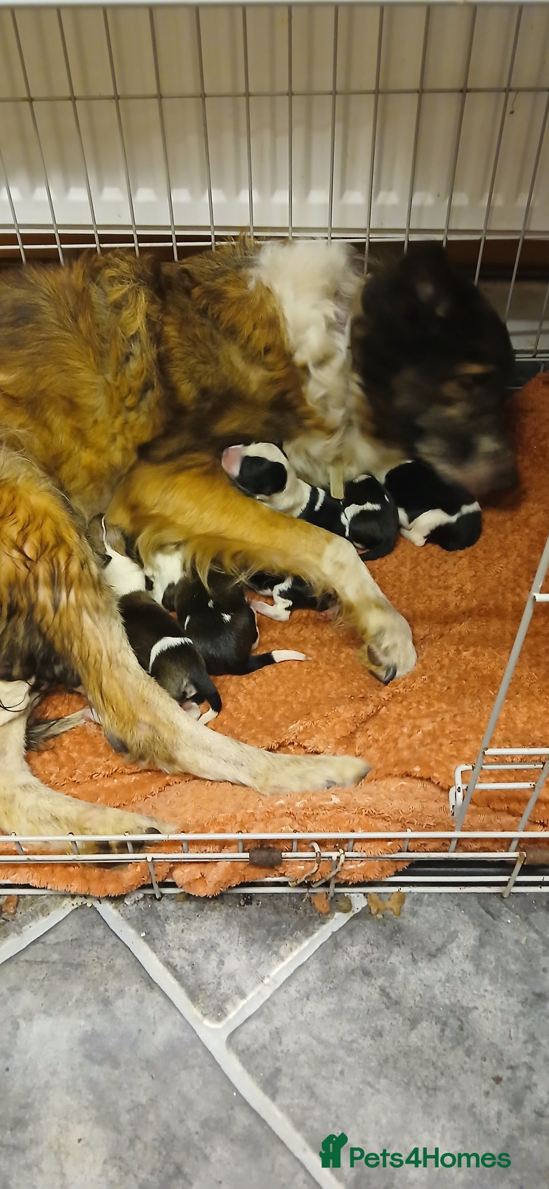 Border Collie dogs for sale: My babies  - Image 3