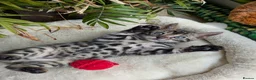 Bengal cats for sale: Bengal kittens in Essex TICA registered purebred  in Colchester - Advert 22