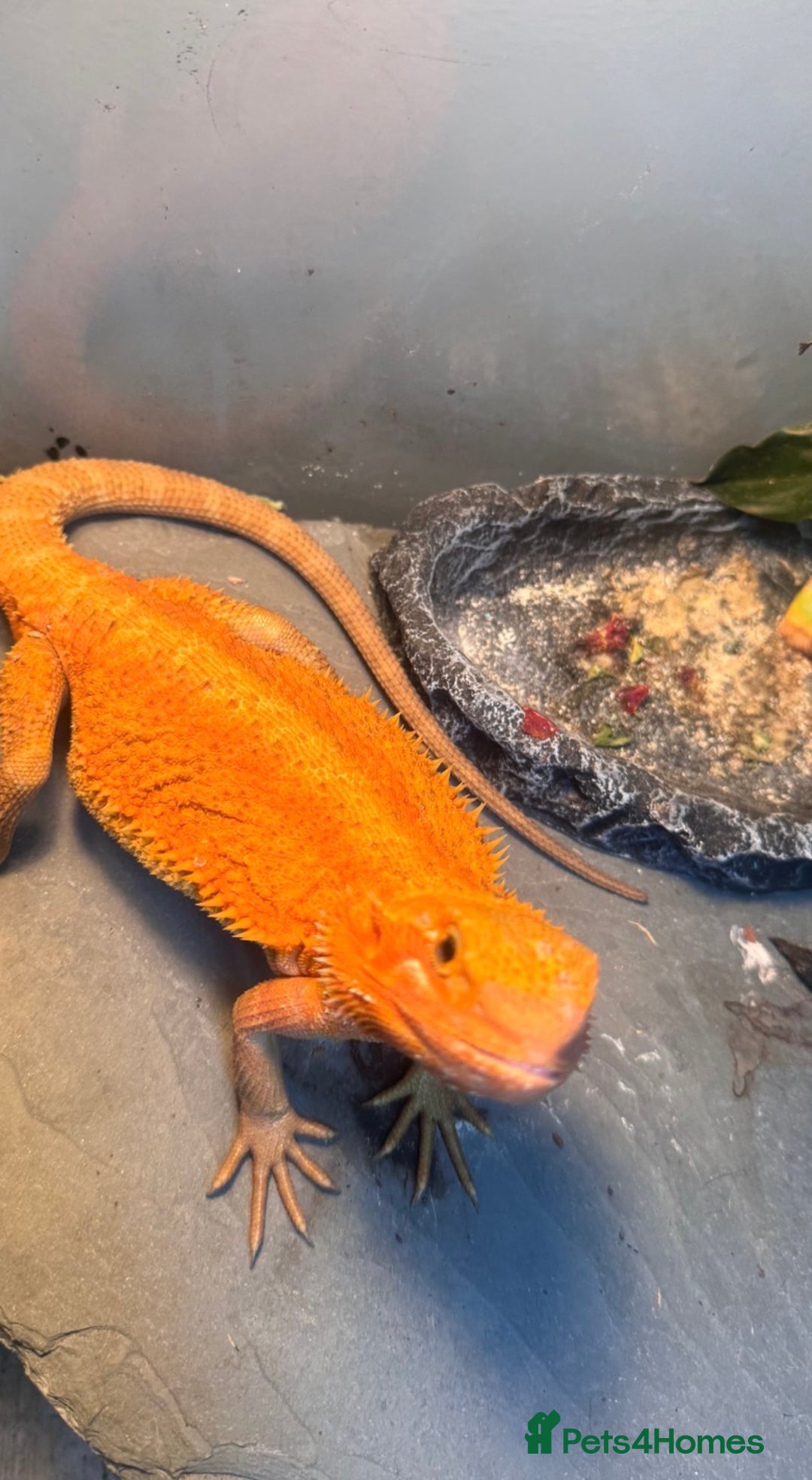 Bearded Dragon reptiles for sale: Orange Hypo Female Bearded dragon & set up - Advert 8