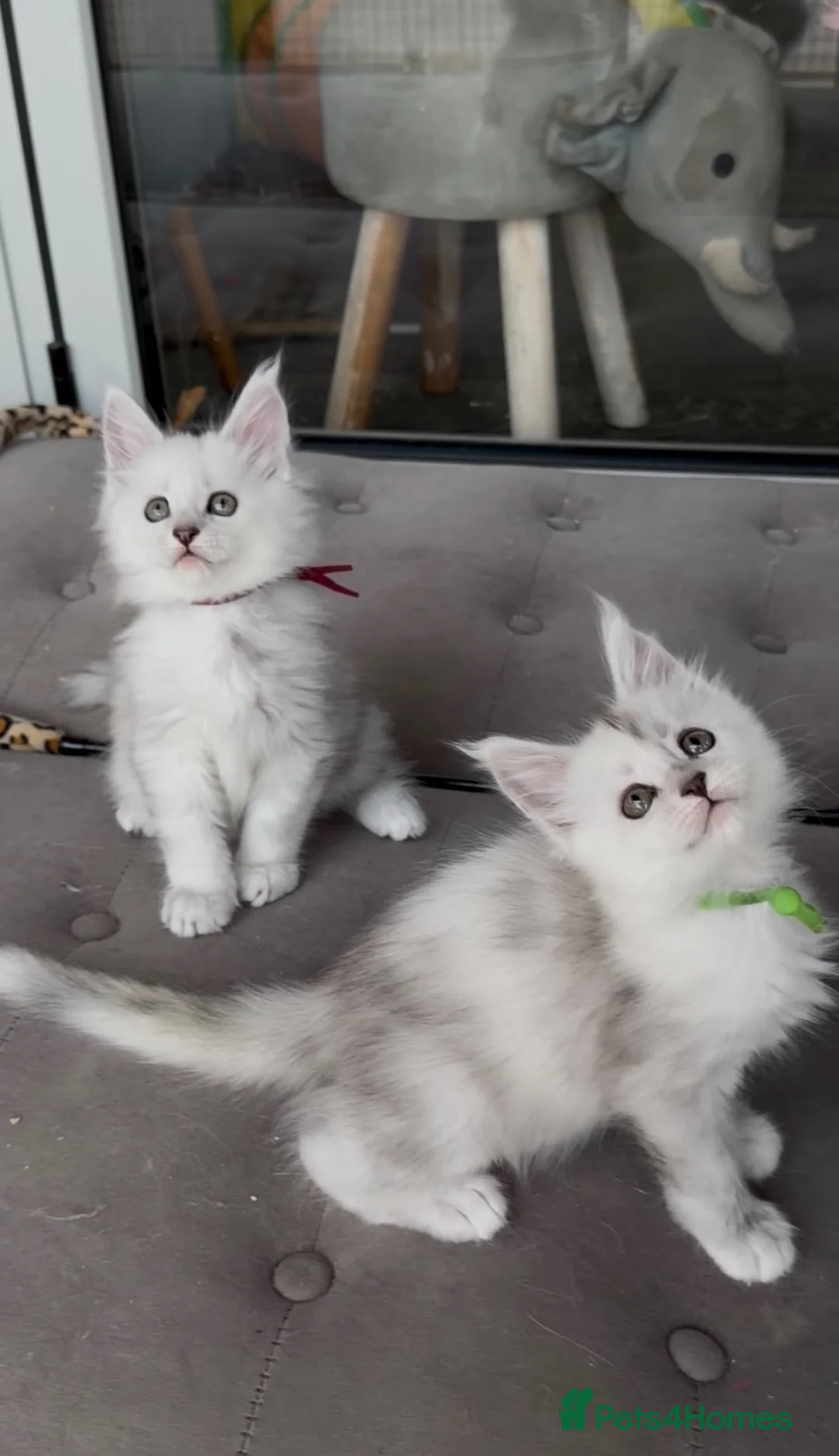 Maine Coon cats for sale: Very Beautiful shaded GCCF reg Maine coon kittens  - Advert 12
