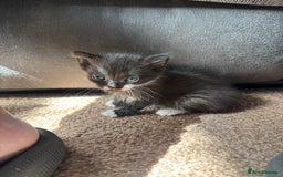 Mixed Breed cats for sale: 3 Beautiful Female Kittens For Sale - Image 2