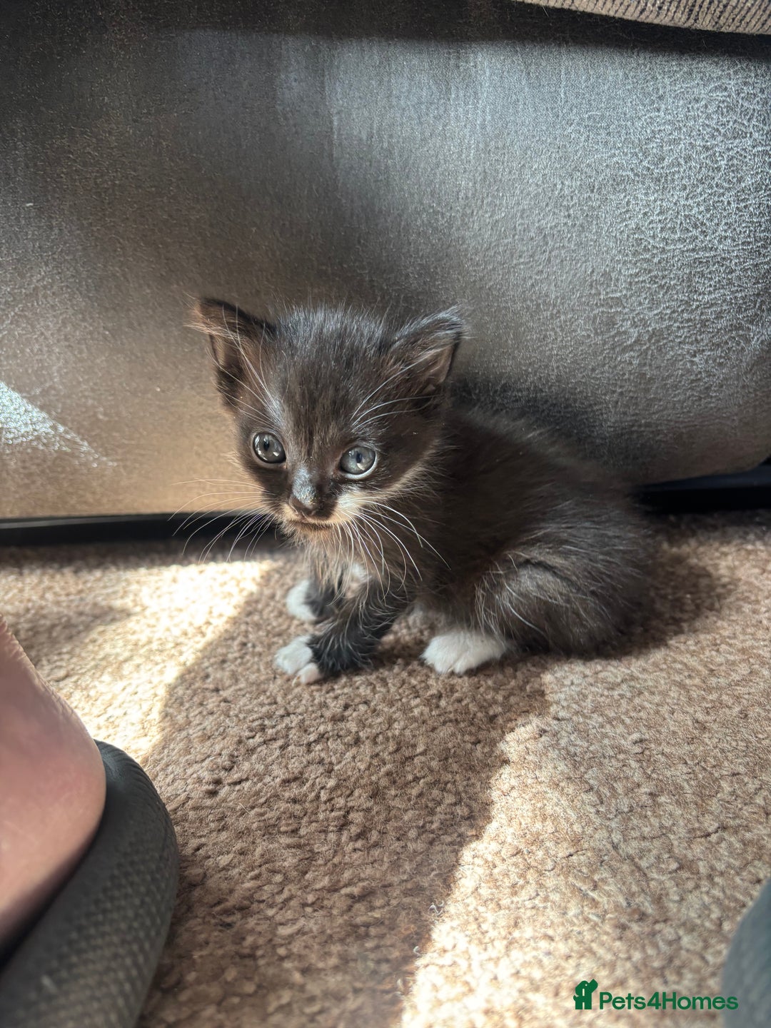 Mixed Breed cats for sale: 3 Beautiful Female Kittens For Sale - Image 2