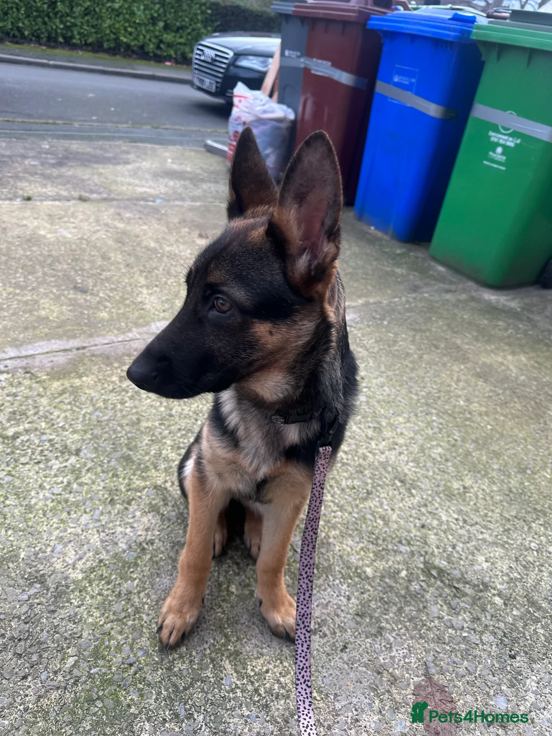 German Shepherd dogs for sale: Luna german shepherd  - Advert 9