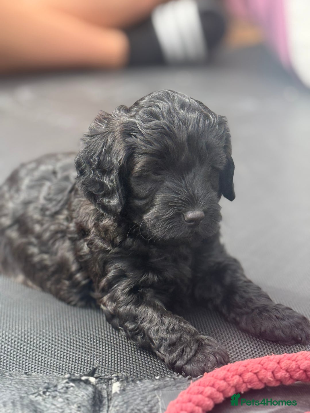 Cockapoo dogs for sale: 3 remaining! Stunning F1B Cockapoo puppies - Image 9