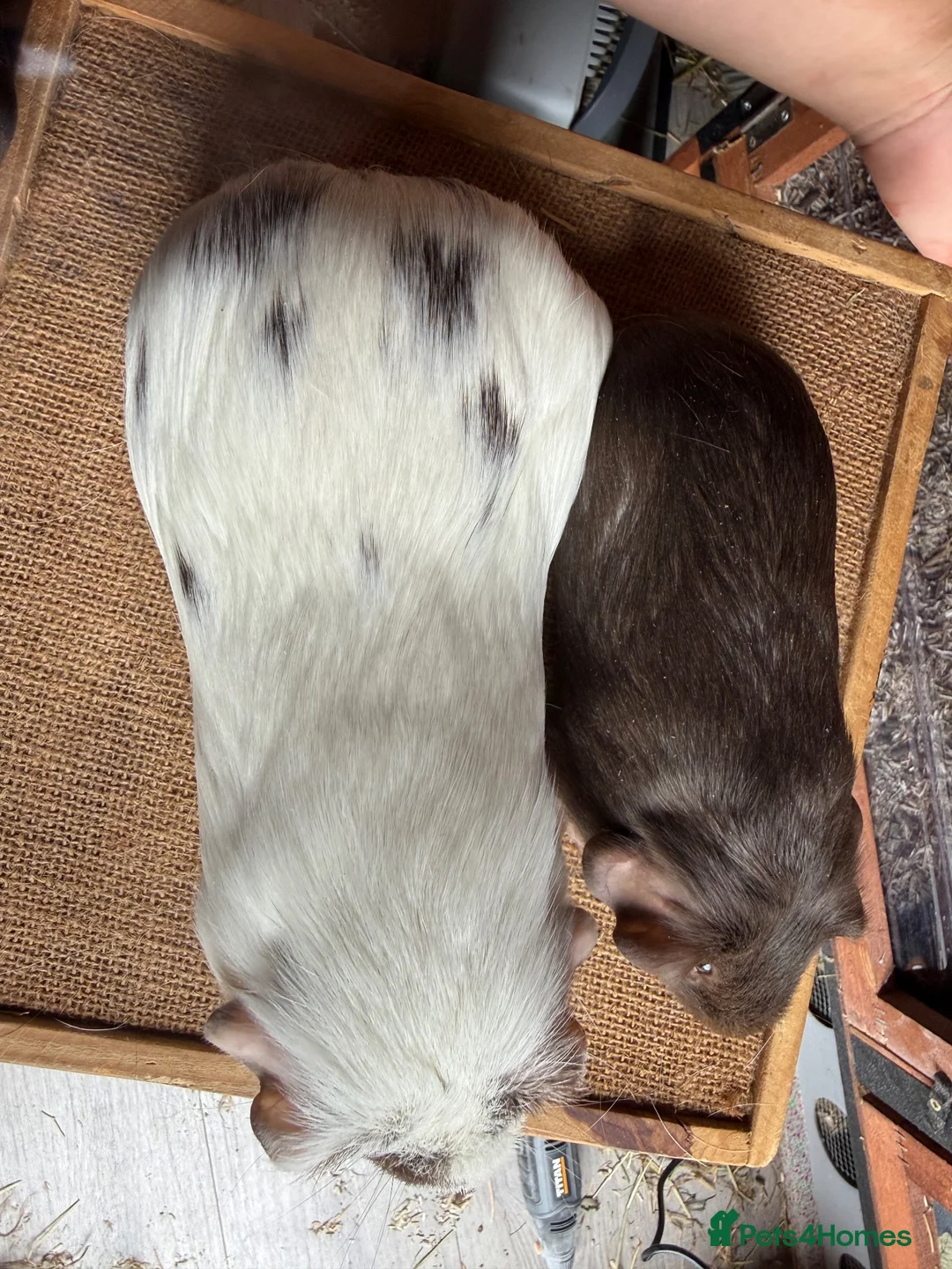 Guinea Pig rodents for sale: Various Guinea Pigs Boars and Sows - Advert 11