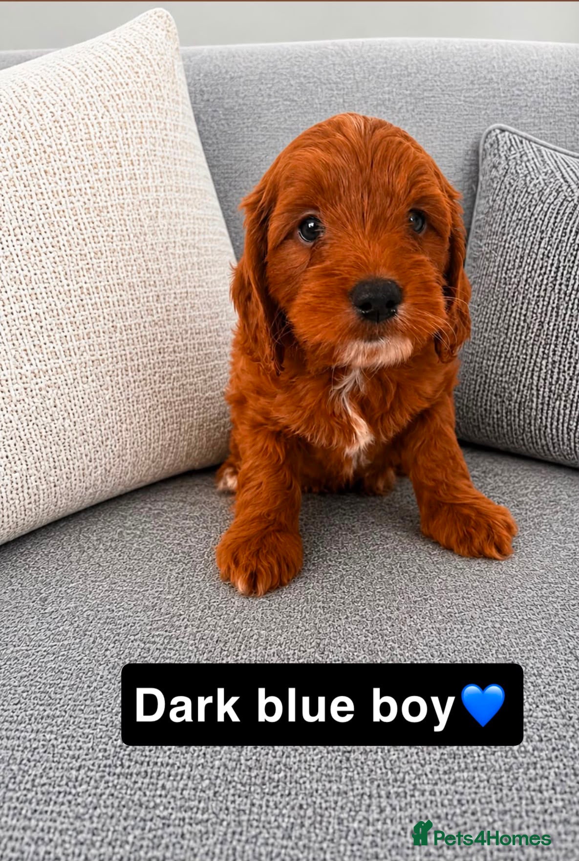 Cockapoo dogs 🐶✨F1 RED COCKERPOOS puppies 🐶✨ - Advert 2