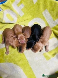 Cocker Spaniel dogs lyncham cocker spaniels - Advert 2
