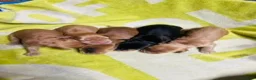 Cocker Spaniel dogs for sale: lyncham cocker spaniels - Advert 2