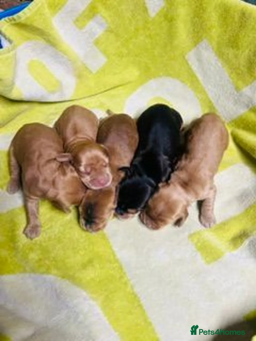 Cocker Spaniel dogs for sale: lyncham cocker spaniels - Advert 2