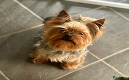 Chorkie dogs for sale: 9 weeks old puppies Yorkshire terrier chihuahuas - Image 1