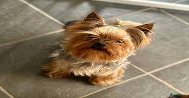 Chorkie dogs - Advert 9