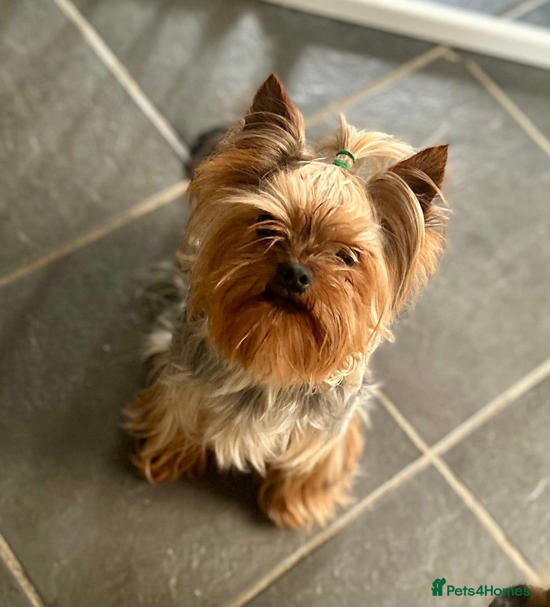 Chorkie dogs for sale: 9 weeks old puppies Yorkshire terrier chihuahuas - Image 1