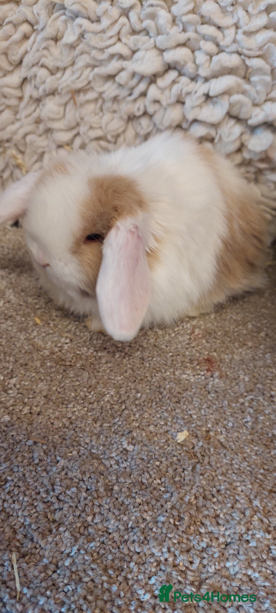 Mini Lop rabbits  3 Beautifull minilop babys ready to reserve  - Advert 17