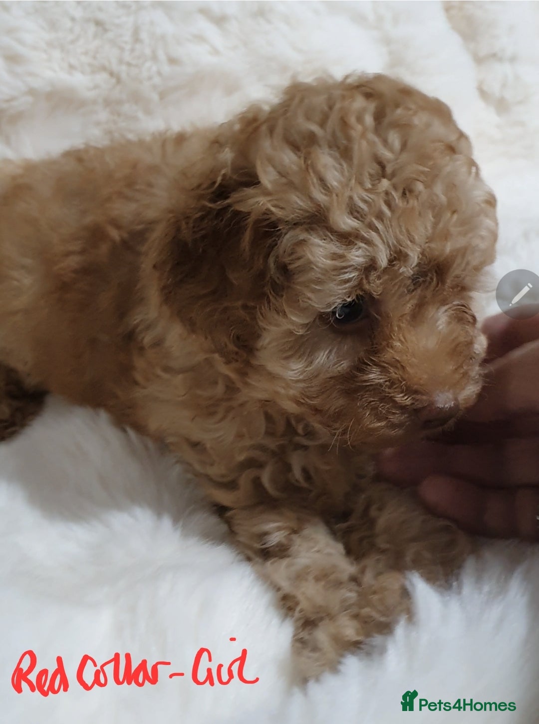 Toy Poodle dogs for sale: Pedigree Toy poodle puppies ready this weekend - Image 15