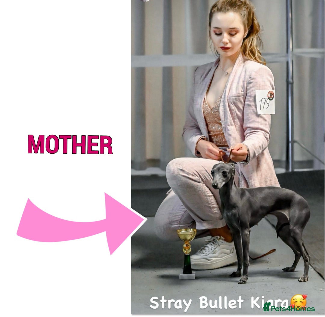 Italian Greyhound dogs for stud: Romeo italian greyhound Russian Import for stud  in Liverpool - Advert 23