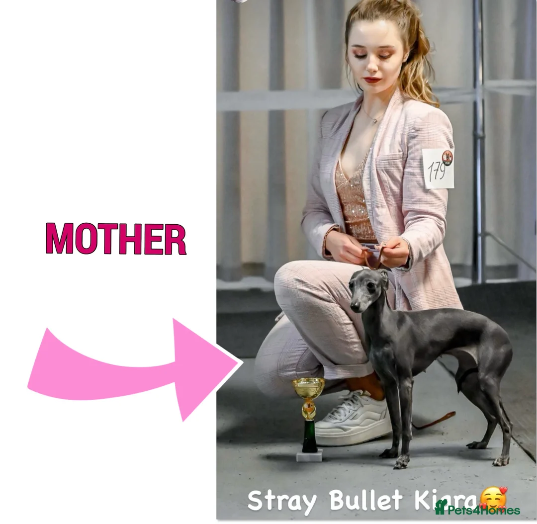 Italian Greyhound dogs for stud: Romeo italian greyhound Russian Import for stud  in Liverpool - Advert 23