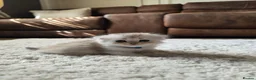 Munchkin cats for sale: Scottish Kilts ( MUNCHKIN FOLD) kittens 😸  in Gloucester - Advert 12