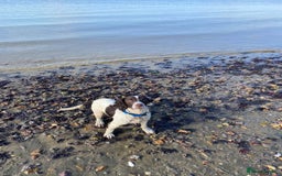 English Springer Spaniel dogs for sale: English springer spaniel  - Image 2
