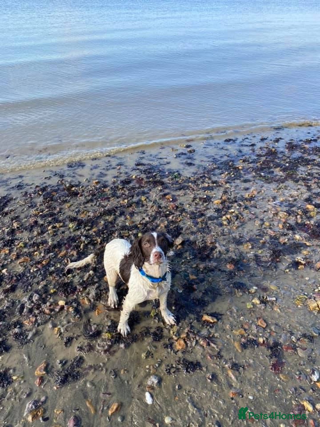 English Springer Spaniel dogs for sale: English springer spaniel  - Image 2