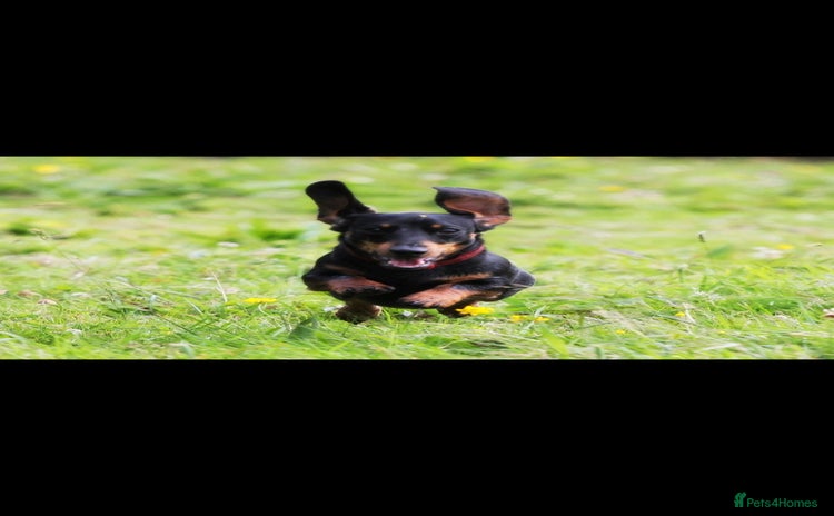 Dachshund dogs - Advert 14
