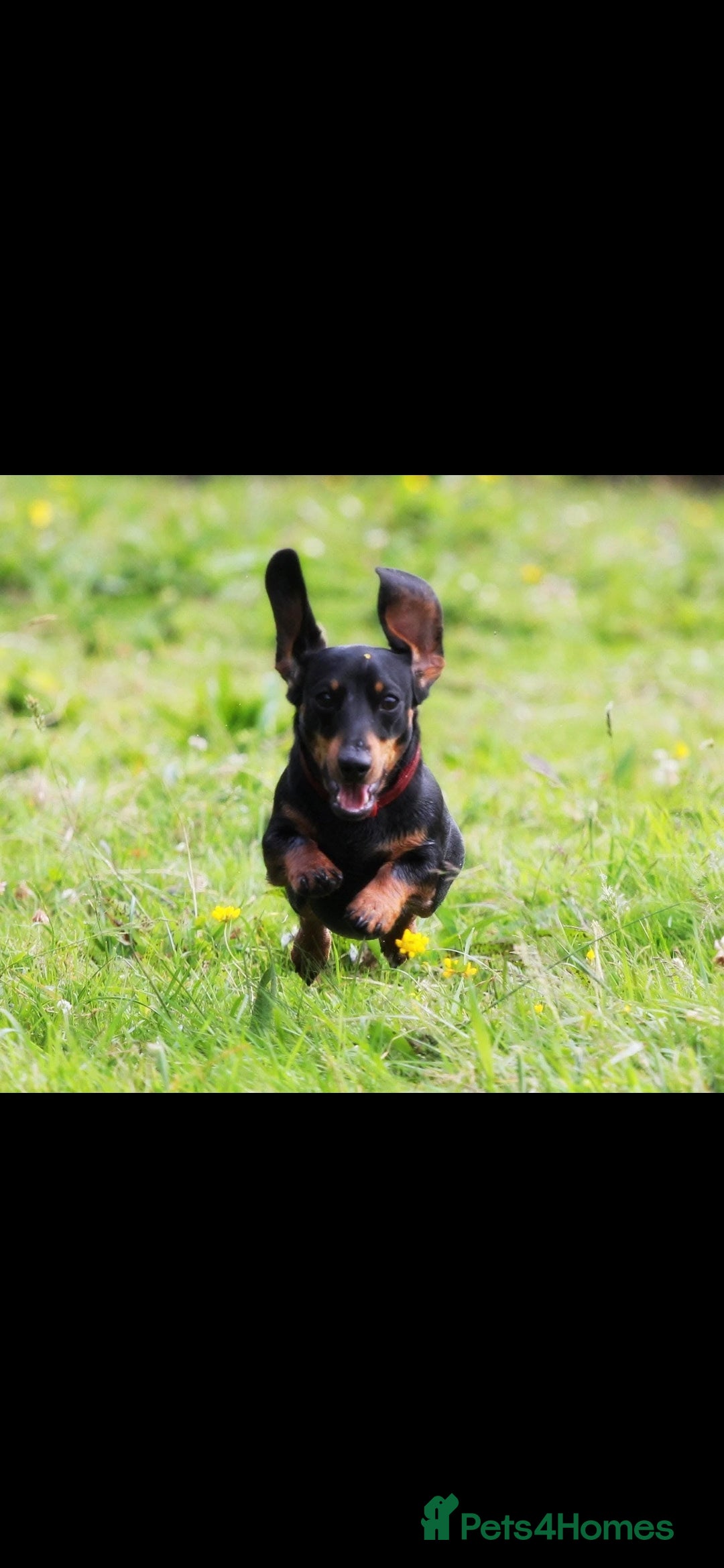 Dachshund dogs for sale: Kc registered dachshund  - Image 1