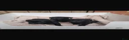 Labrador Retriever dogs for sale: Beautiful Kc DNA clear working line labs  - Advert 5