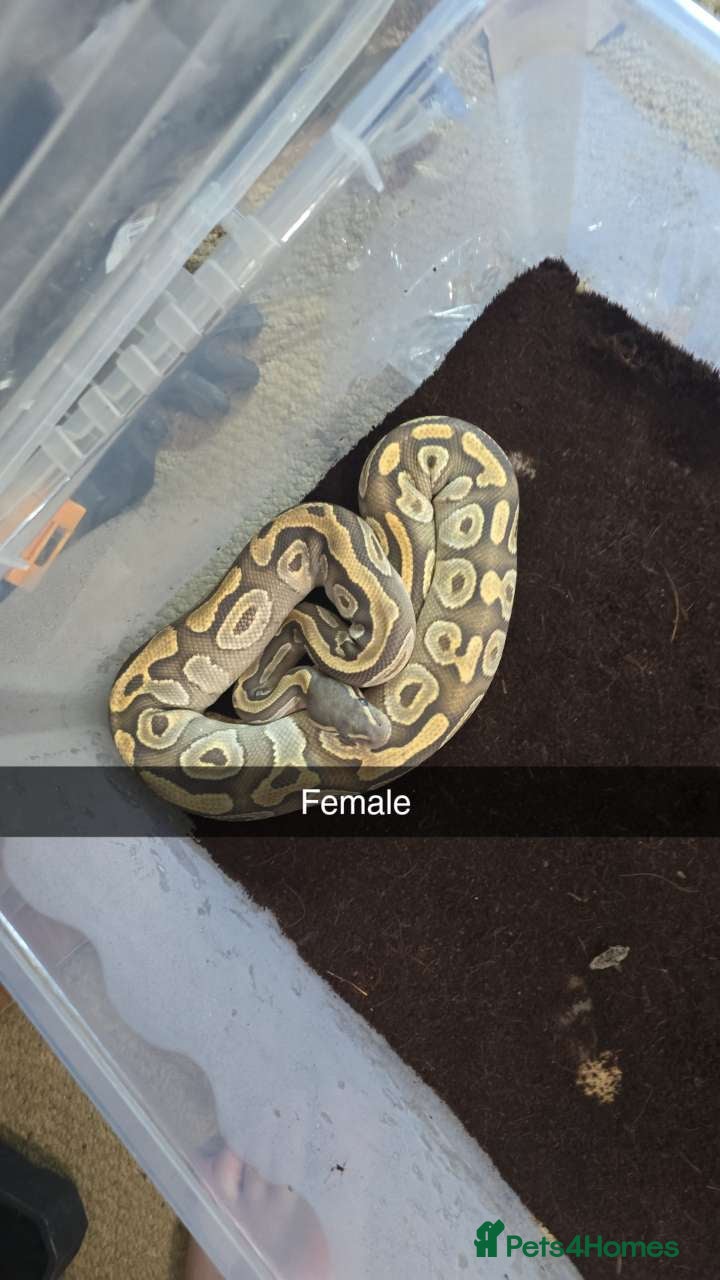 Python Snake reptiles for sale: Male and female ball pythons  in Halesowen - Advert 2