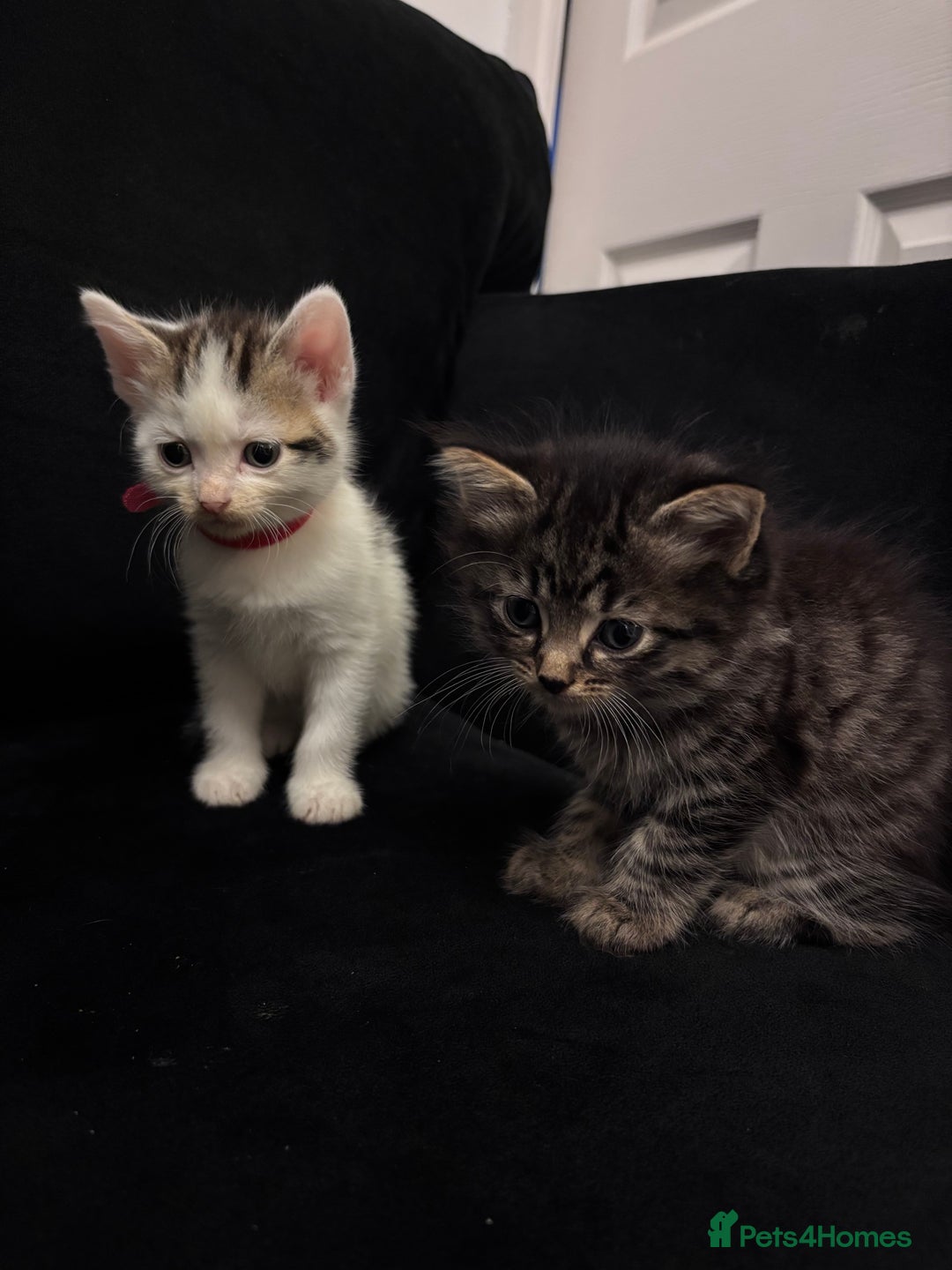 Mixed Breed cats for sale: Kittens Tabby & White with Tabby - Image 2