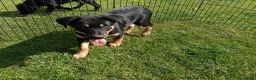 Australian Kelpie dogs for sale: Kelpie X collie puppies in Buxton - Advert 21