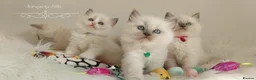 Ragdoll cats for sale: Beautiful Ragdoll kittens 😻😻😻😻 - Advert 21