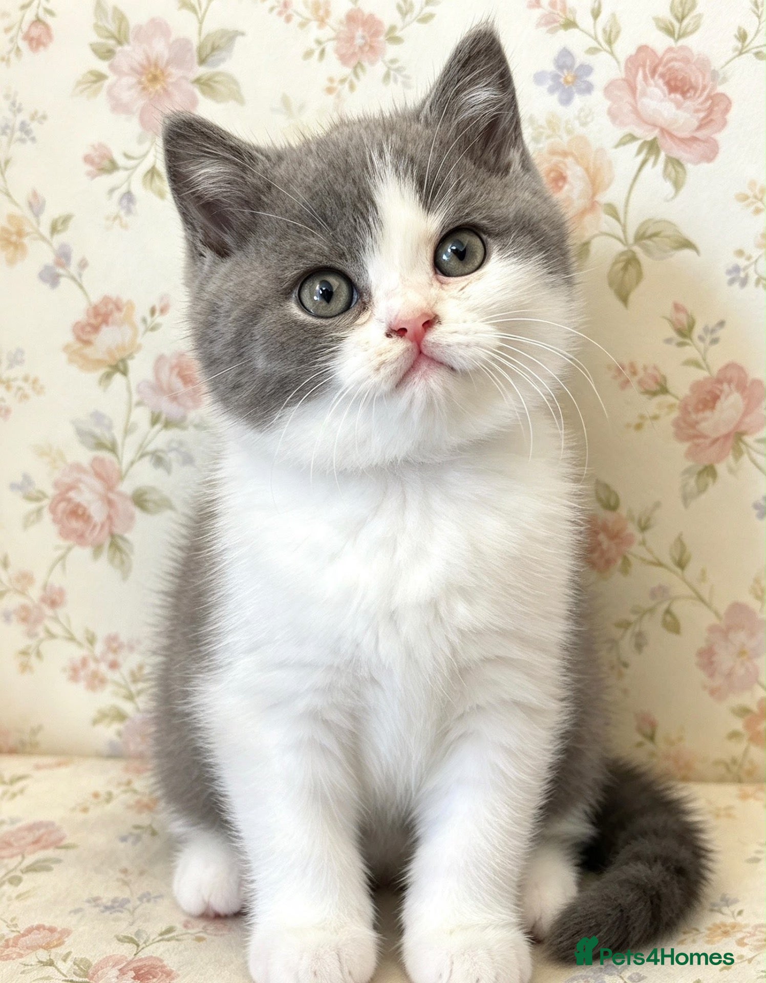 British Shorthair cats champion bloodline blue bi - Advert 2