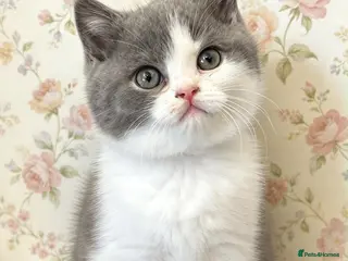 British Shorthair cats champion bloodline blue bi - Advert 2