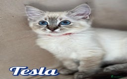 Ragdoll cats for sale: GCCF Registered Kittens - Image 8