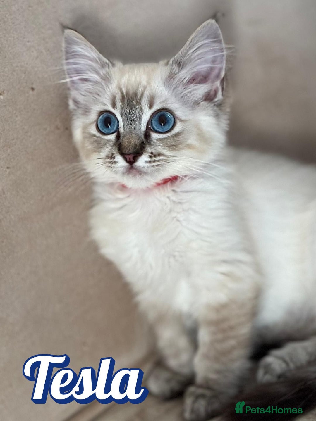 Ragdoll cats for sale: GCCF Registered Kittens - Image 8