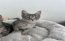 Mixed Breed cats for sale: Kittens for sale - Image 8