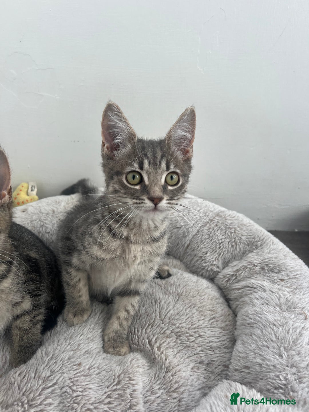 Mixed Breed cats for sale: Kittens for sale - Image 8