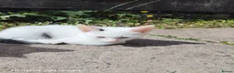 Mixed Breed cats for sale: LITTLE  KITTENS  - Advert 4