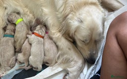Golden Retriever dogs for sale: Golden retriever puppies  - Image 24