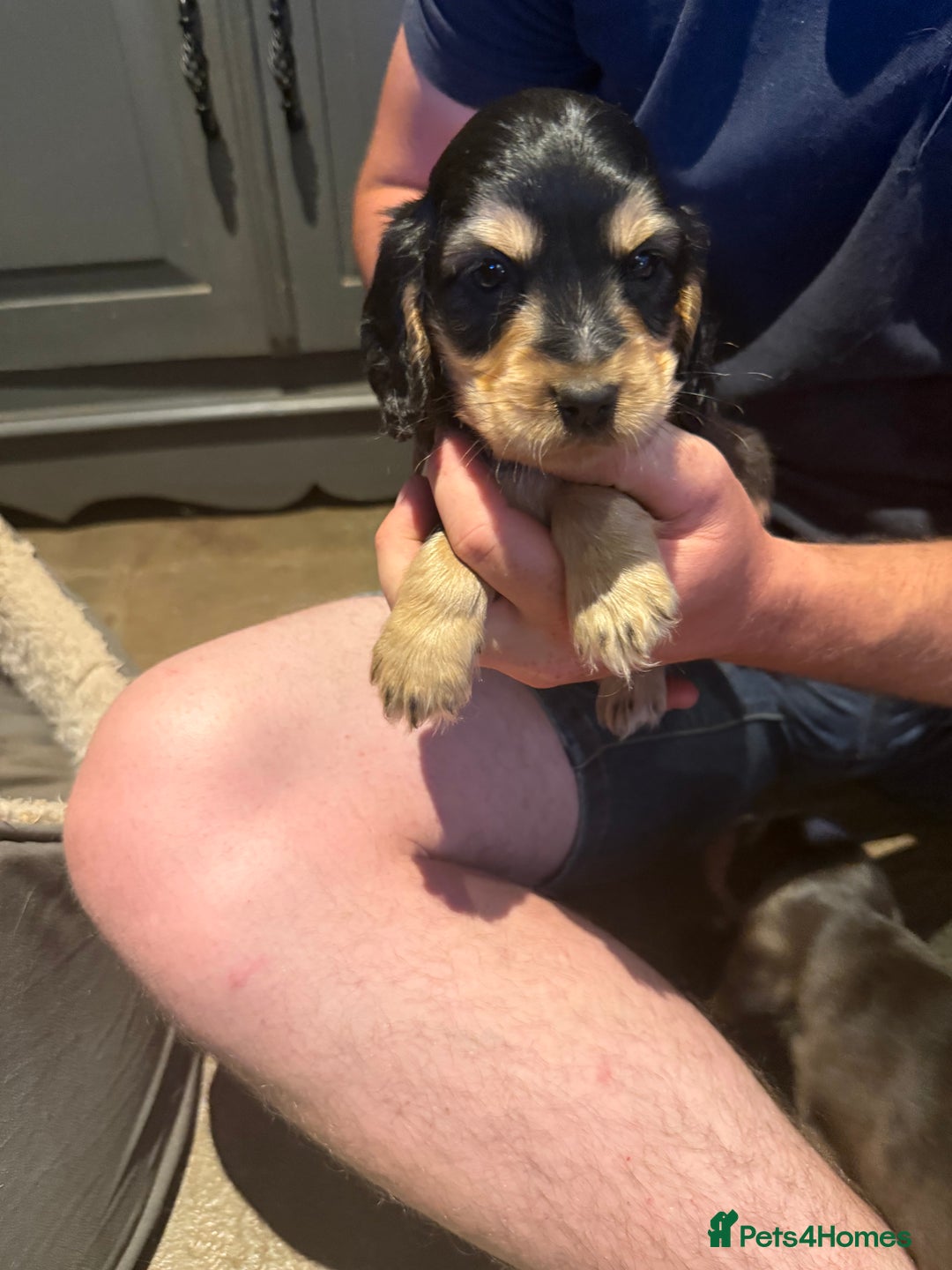 Cocker Spaniel dogs for sale: Wonderful show type cocker spaniels - Image 5