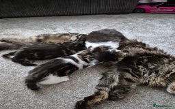 Maine Coon cats for sale: Mainecoon x domestic  - Advert 8