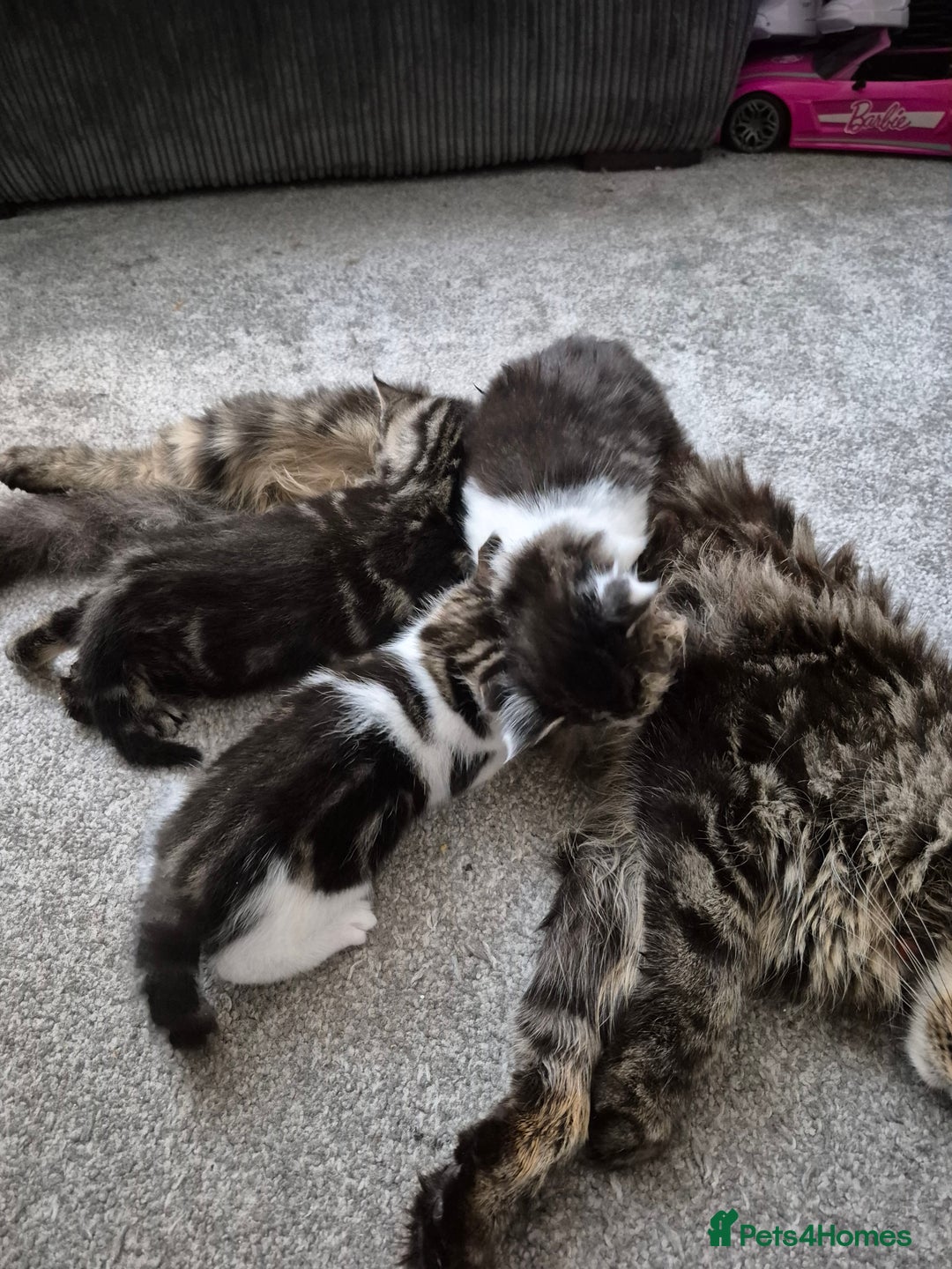 Maine Coon cats for sale: Mainecoon x domestic  - Advert 8