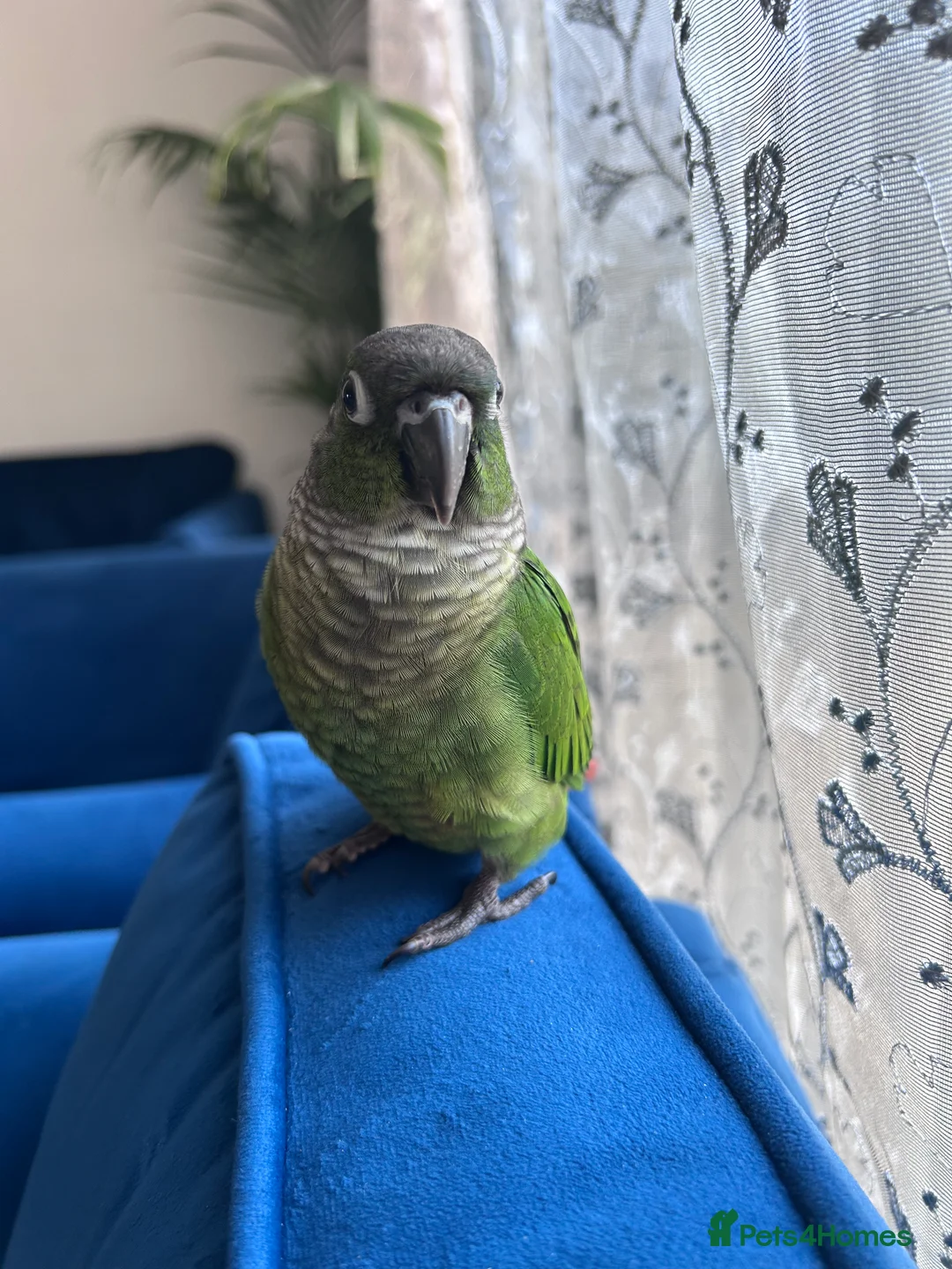 Conures birds for sale: 5 months old baby conure - hand tame  - Advert 1