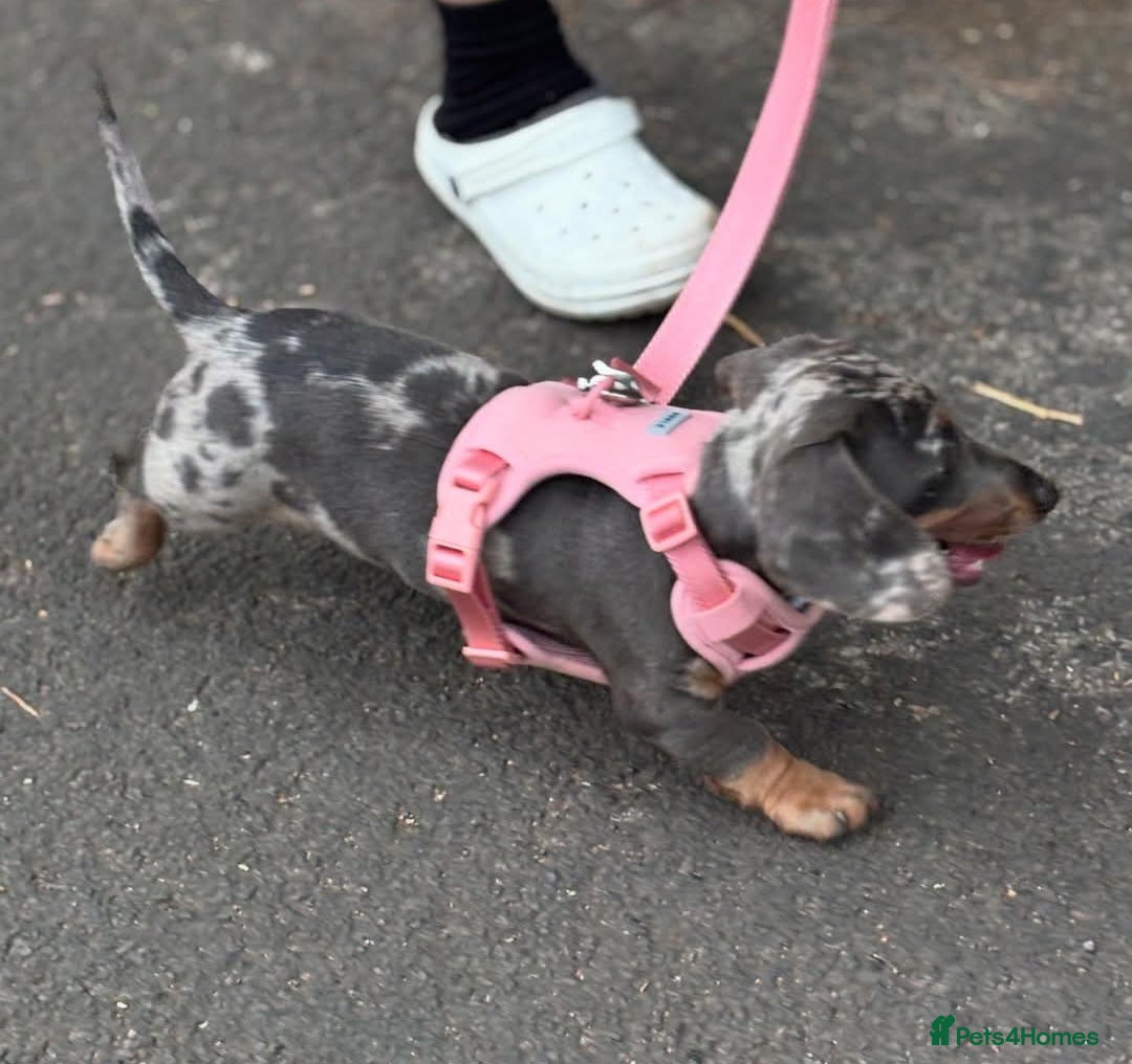 Dachshund dogs for sale: Blue Dapple miniature dachshund - Image 2