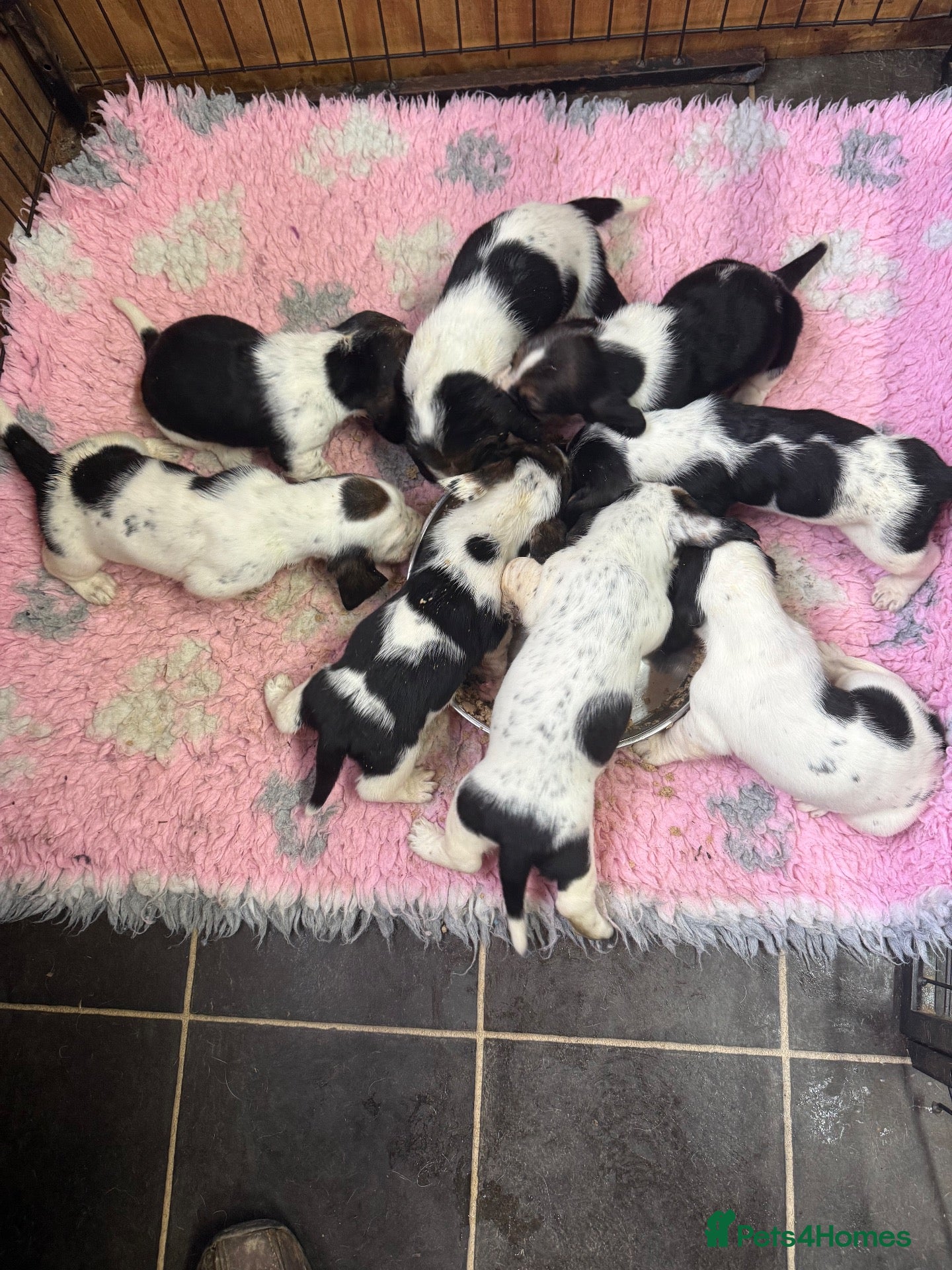 Basset Hound dogs Tri colour Bassethound puppies - Advert 2