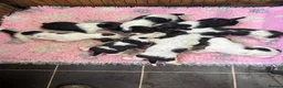 Basset Hound dogs for sale: Tri colour Bassethound puppies - Advert 9