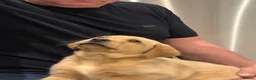 Labrador Retriever dogs for sale: Kc registered labrador puppies - Advert 9