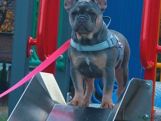 French Bulldog dogs - Advert 5