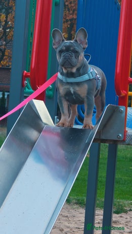 French Bulldog dogs - Advert 1